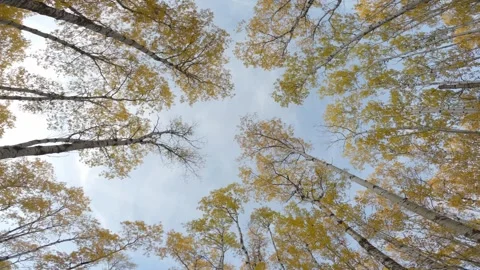 POV looking up at pretty at the sky blue sky while driving and turning  Stock Footage 290806655