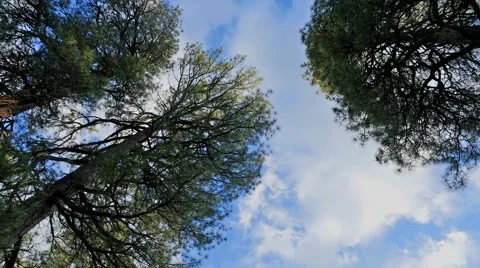 POV Looking Straight-Up Through Trees Stock Footage 50031836