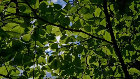 POV looking at the sun passing through green leaves. Moving and looking up Stock Footage 194898173