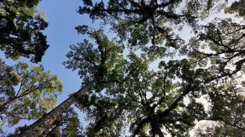 POV Looking Up Through Tall Trees Stock Footage 345136564