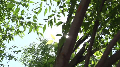 POV Looking up through the trees Stock-Footage 24462865