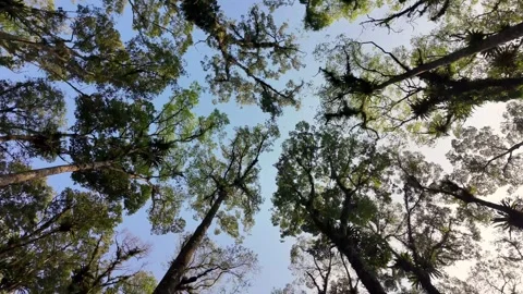 POV Looking Up Through Tropical Canopy Stock Footage 345136657
