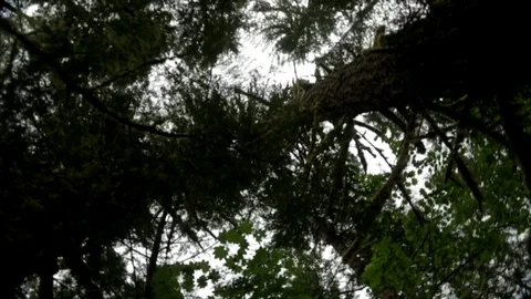 POV looking up to tops of trees, shot spins. Stock Footage 86757598