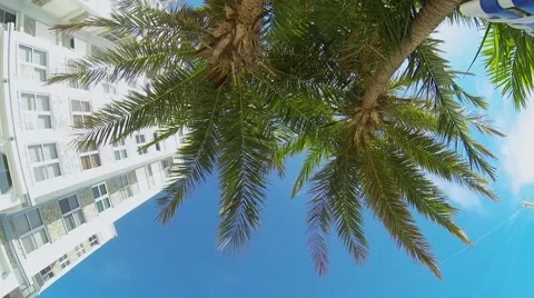 POV looking upward at palm trees and hotel Video stock 40493701