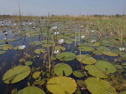 POV low angle moving shot through the water lillies of the Okavango Delta Video stock 85264633