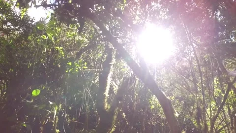 POV low angle sunlight through trees on Inca trail. Cusco, Peru Video stock 130431245