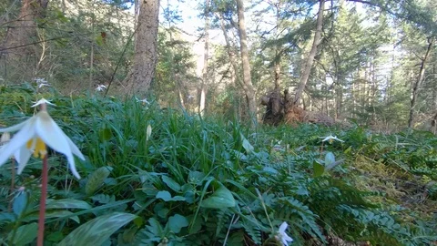 POV Low Natural Path Forest Flowers Trail Hiking Wild Flower Footpath Lush Close Stock Footage 121070100