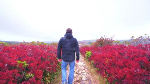 Pov man back walking at Bear rocks trail of Dolly sods in autumn, West Virginia Stock Footage 160217163