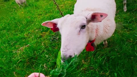 POV A man feeds sheep with grass point of view. Stock Footage 197340253