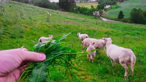 POV A man sips grass to sheep point of view. Stock Footage 197340305