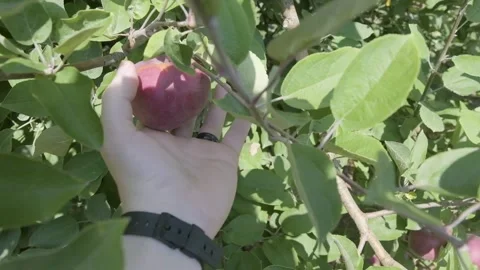 POV of man with wedding ring and watch on picks a red apple from the tree Video stock 145682142