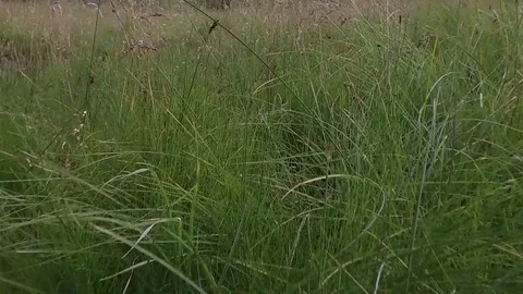 Pov in the middle of high mountain meadow, Alta Badia Stock-Footage 79486098