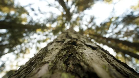 POV motion looking up from eyes of animal on trunk of the tree from bottom to Stock Footage