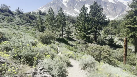 POV Mountain Trail Stock Footage 245839466