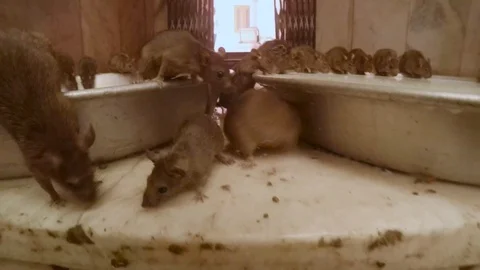 POV mouse and it's brethren drink molk from big plate on floor Stock Footage 90770610