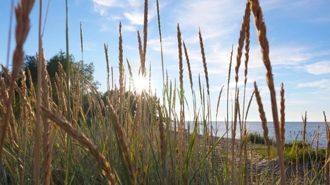 POV move forward through grass spikelets, bright sun shine ahead Video stock 123015679