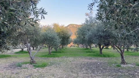 POV movement through sunlit olive orchard reveals rows of ancient trees in rural Video stock 334319972