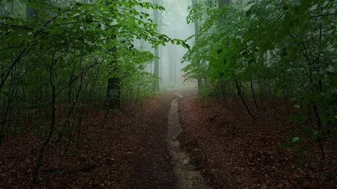 POV Moving backwards on forest trail. Trail between young trees in fog Stock Footage 203950031