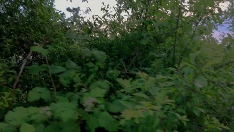 POV moving quickly near high green trees in the wood Stock Footage 200316618