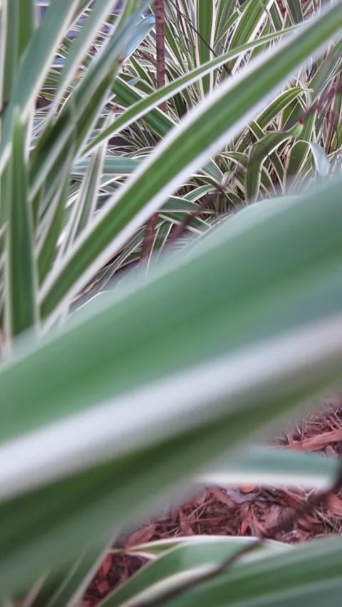 POV Moving Through Landscaping Stock Footage 219869472