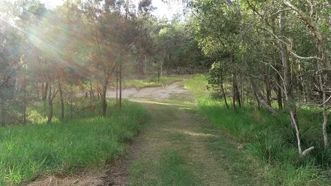 POV moving through native trees in bush with sunlight shining through Stock Footage 93623404