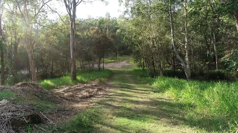 POV moving through trees in bush with sunlight shining through Stock Footage 93623397