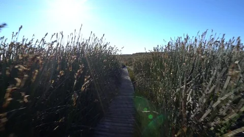POV Nature walk, Cape Town Stock Footage