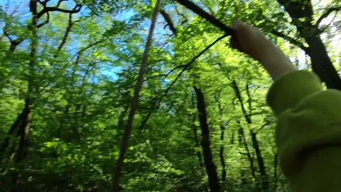 POV navigating through forest Video stock 310735726