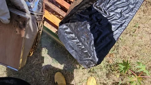 POV Opening a Beehive and Inspecting Honeycomb Frames Vidéo 342085308