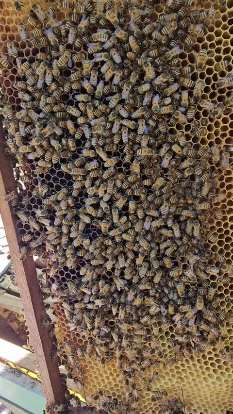 POV Opening a Beehive and Inspecting Honeycomb Frames Vidéo 342085314