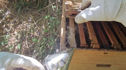POV Opening a Beehive and Inspecting Honeycomb Frames Vidéo 342085318
