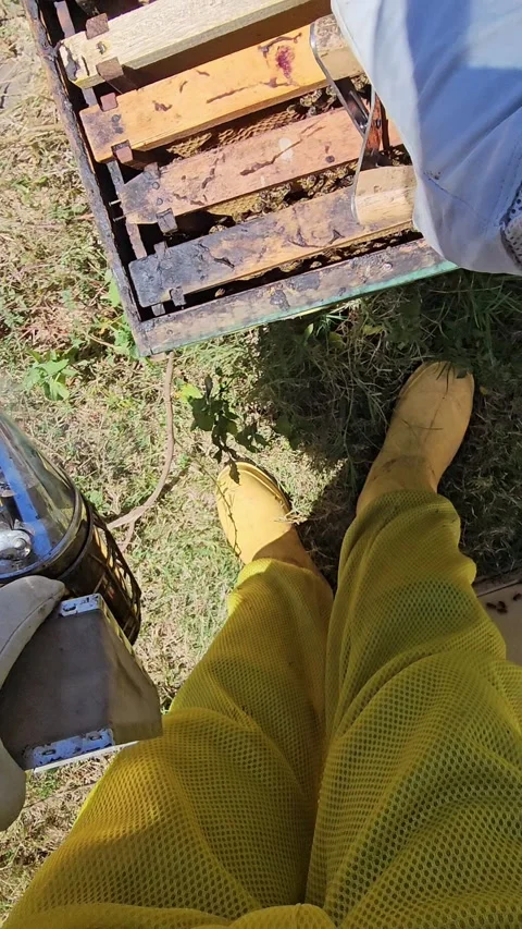 POV Opening a Beehive and Inspecting Honeycomb Frames Vidéo 342085417