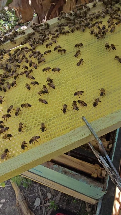 POV Opening a Beehive and Inspecting Honeycomb Frames Vidéo 342085433