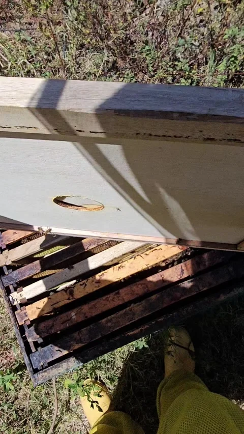 POV Opening a Beehive and Inspecting Honeycomb Frames Vidéo 342085468