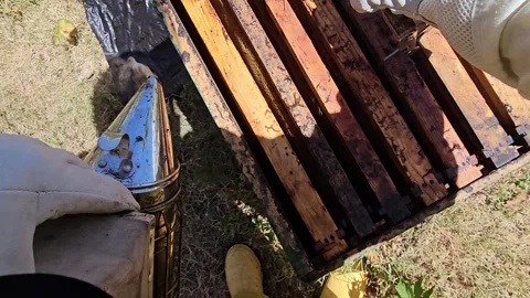 POV Opening a Beehive and Inspecting Honeycomb Frames Vidéo 342085498