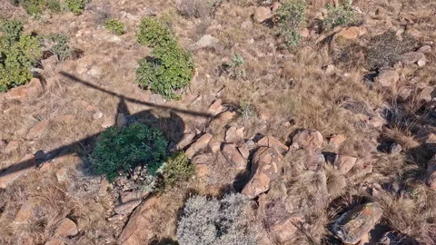 POV out of helicopter of leopard running through rocky veld of game reserve Stock Footage 284006171