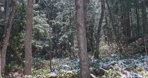 POV pan forest as sun shines through trees, water drops falling as snow melting Video stock 146154965
