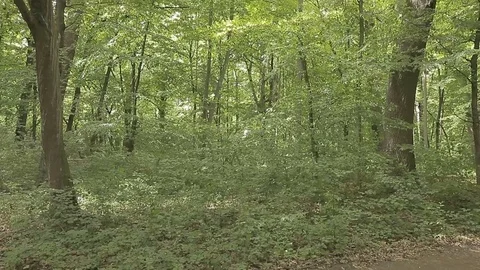 POV Pan to Sky Middle of Overgrown Forest Stock Footage