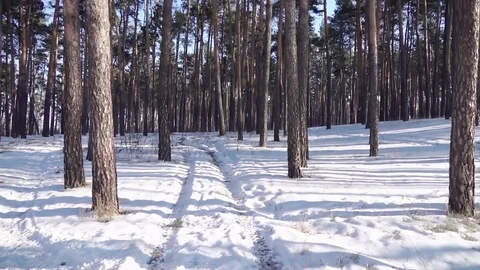 POV panoramic at winter forest  HD sunny day video. Snow sun rays pine trunk Stock Footage 73124504