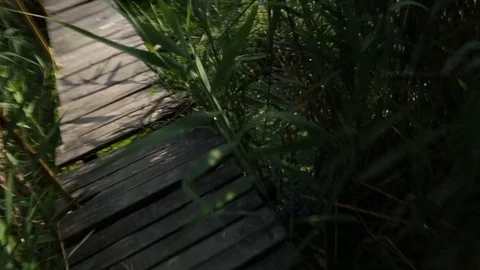 POV: passing through a bridge over the marsh Vídeo Stock 83492760