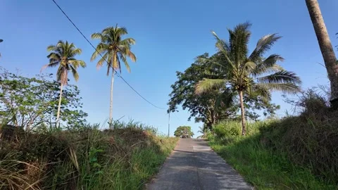 POV Path Through Sugarcane Plantation Stock Footage 345137055