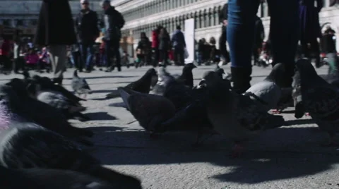 POV of pigeons walking in a square Stock Footage 49360853