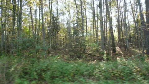 POV Point of View Driving, View From Inside Car of Tall Forest Trees at Autum Stock Footage 142141004