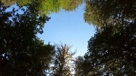 POV, point-of-view of the sky and tall trees, Olympic National Park, Washington. Stock Footage 99666968