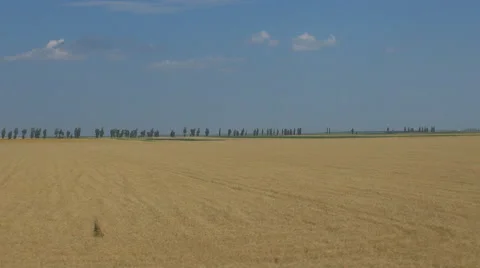 POV Point of view train pass harvest wheat culture dry ripe oat cereal plant day Stock Footage 67420847