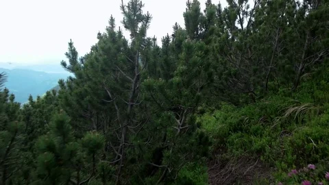 POV point of view walking along hiking mountain trail path, People Footsteps Stock Footage 79696619