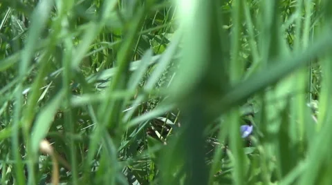 POV point of view walking green grass mountain adventure hiking pasture day life Stock Footage 40706825