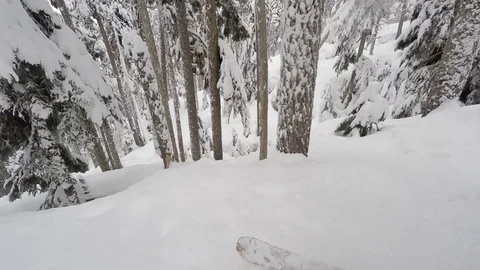 POV of powder skiing through trees Vidéo 78076445