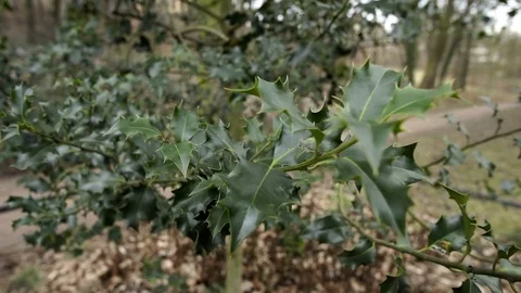 POV Into the Prickly Holly Tree Handheld 動画素材 72990629