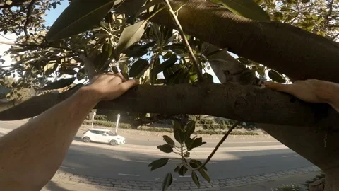 POV pull up with tree branch ten repetitions, 4K Stock Footage 138354912